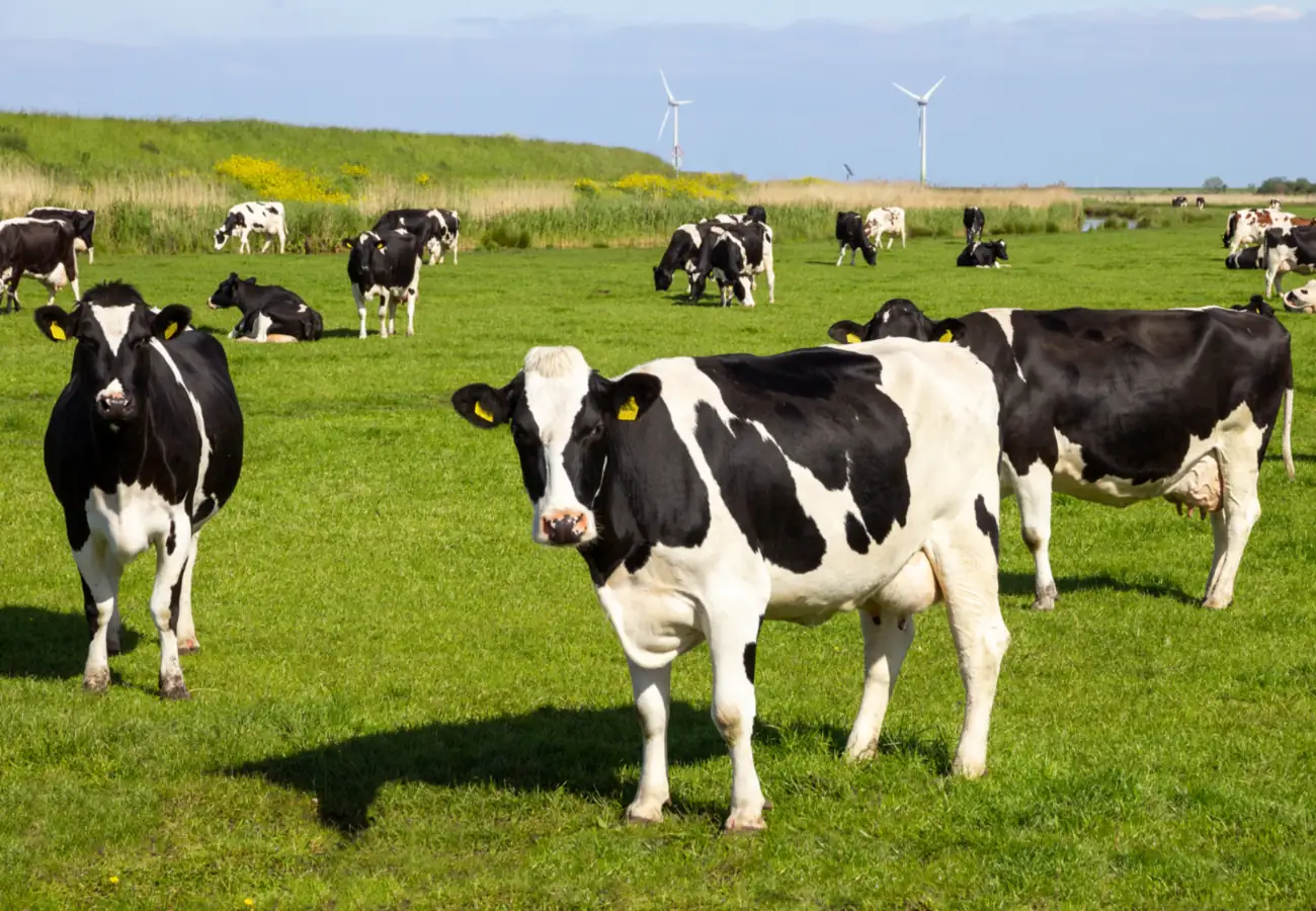 koeien in een weiland voor graskaas van Biologische Kaas